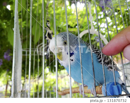 A wavy parrot in a cage. Hand at the parrot. A wavy parrot in a cage. Hand at the parrot. 131870732