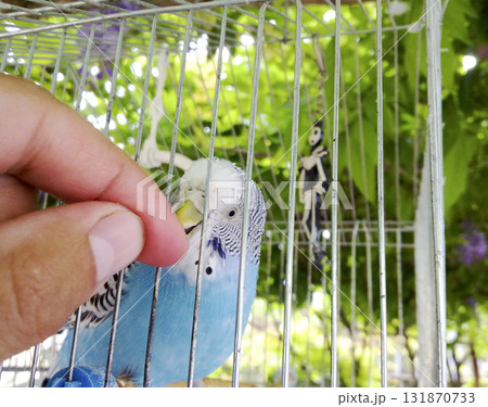 A wavy parrot in a cage. Hand at the parrot. A wavy parrot in a cage. Hand at the parrot. 131870733