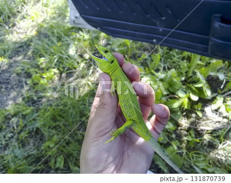 The green lizard is quick. 131870739