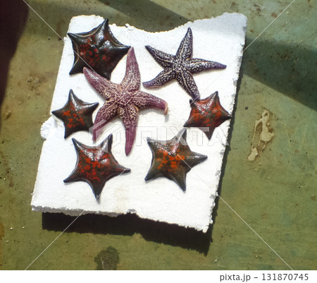 Sea stars. Sea mollusks in nature. 131870745