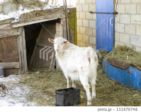 Goats in the household. Mini goat farm. 131870748