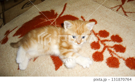 Red-haired cat, domestic pet. Favorite pets in our homes 131870764