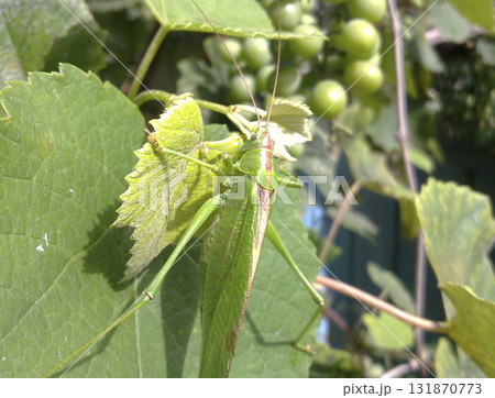 A green grasshopper on the vineyard foliage A green grasshopper on the vineyard foliage 131870773