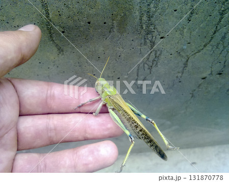 Locusts on the man's hand. orthopteran insect. 131870778