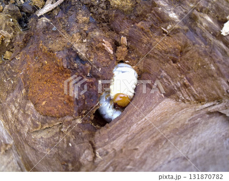 Larva of a bark beetle in a rotten stump. Larva of a bark beetle in a rotten stump. 131870782