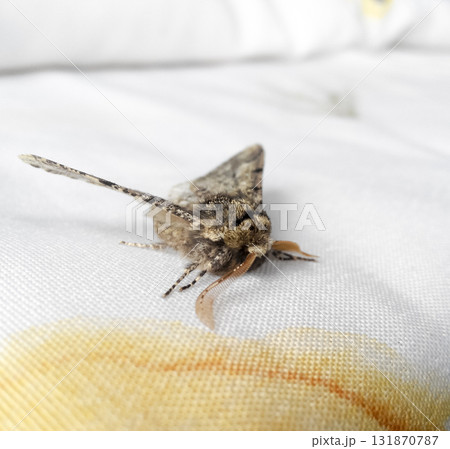 Night butterfly on white fabric. Butterfly resting Night butterfly on white fabric. Butterfly resting 131870787