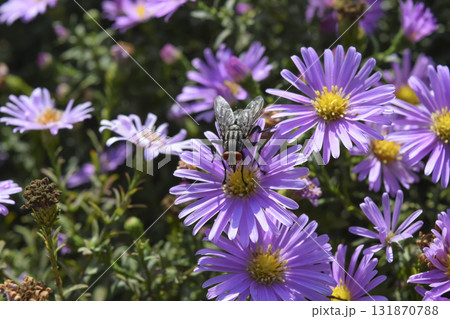 Fly on the flowers. Dipterous insect 131870788