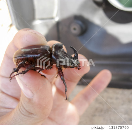 The rhinoceros beetle is in the hands of man. A rigid-winged insect. 131870790