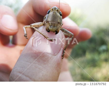 A brown grasshopper in man's pockets. the jaws of a grasshopper. A brown grasshopper in man's pockets. the jaws of a grasshopper. 131870792