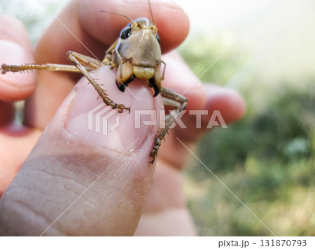 A brown grasshopper in man's pockets. the jaws of a grasshopper. 131870793