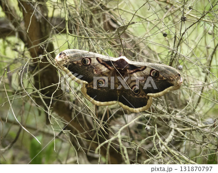 Butterfly of a large night peacock eye. 131870797