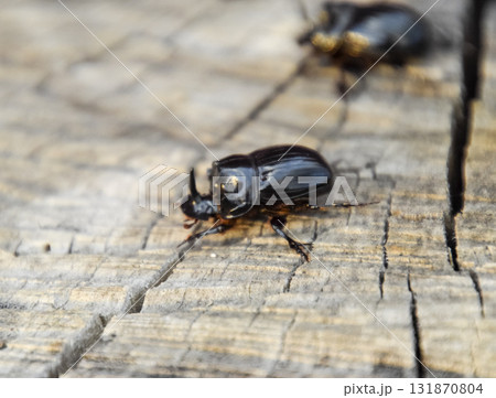 A rhinoceros beetle on a cut of a tree stump. A pair of rhinoceros beetles 131870804