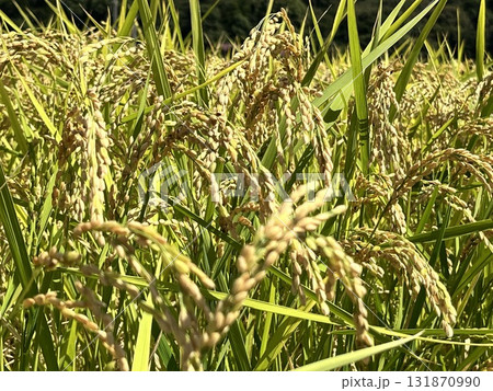 実りの秋、新米の季節です 131870990