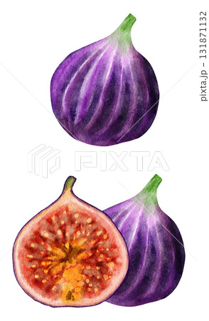 Hand drawn watercolor illustration of fig fruit. Fresh ripe purple juicy food, tropical vitamin slice dessert, natural butrition fresh seeds eating. 131871132