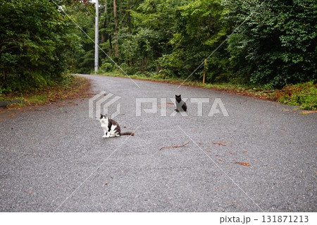 田代島 猫の島 ネコ 田代島 猫の島 ネコ 131871213