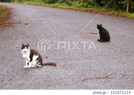 田代島 猫の島 ネコ 田代島 猫の島 ネコ 131871214