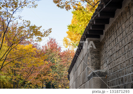 Deoksugung Stonewall Walkway with beautiful autumn foliage. It is the pedestrian footpath that runs next to Deoksugung Palace in Seoul, South Korea 131871293
