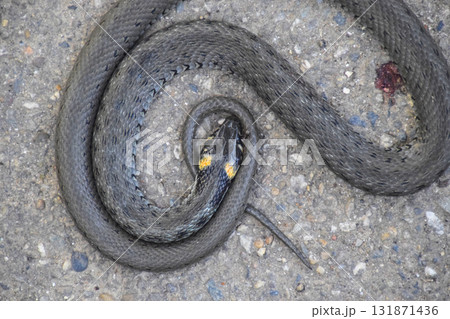 The dead snake. The dead, crushed by the machine Grass snake. Non-poisonous snake The dead snake. The dead, crushed by the machine Grass snake. Non-poisonous snake 131871436