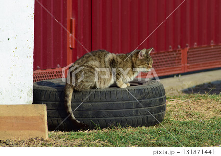 The old tabby cat sitting on a car wheel at the fence. Old age house cats The old tabby cat sitting on a car wheel at the fence. Old age house cats 131871441