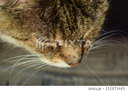 The muzzle of the old striped cat. Old age house cats 131871443