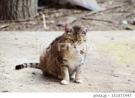 Grey tabby cat winks Grey tabby cat winks 131871447