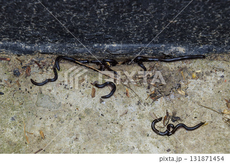 Mating millipede. Millipede - centipedes black with strong armor Mating millipede. Millipede - centipedes black with strong armor 131871454
