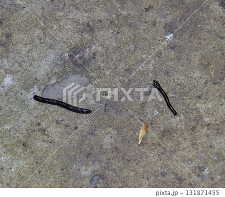 Crawling on concrete millipede. Millipede - centipedes black with strong armor 131871455
