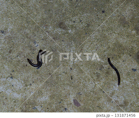 Mating millipede. Millipede - centipedes black with strong armor Mating millipede. Millipede - centipedes black with strong armor 131871456