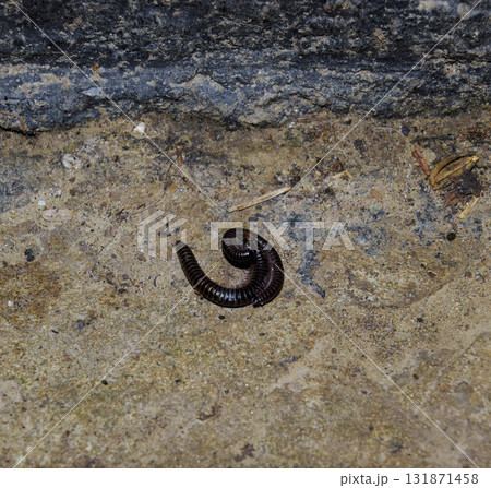 Mating millipede. Millipede - centipedes black with strong armor Mating millipede. Millipede - centipedes black with strong armor 131871458