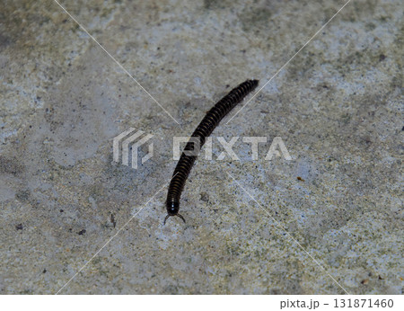 Crawling on concrete millipede. Millipede - centipedes black with strong armor 131871460
