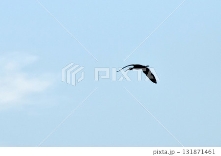 The Bird snipe 131871461