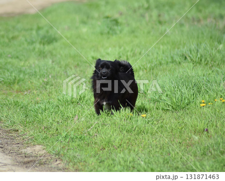 Black dog on the green grass 131871463