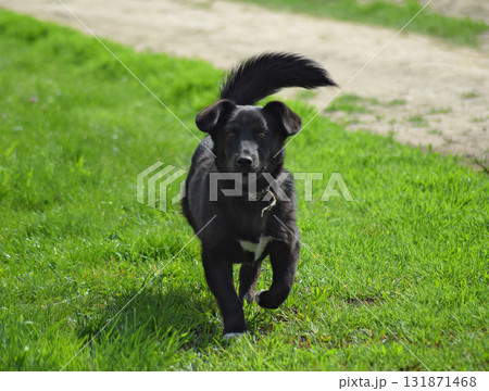 Black dog on the green grass 131871468