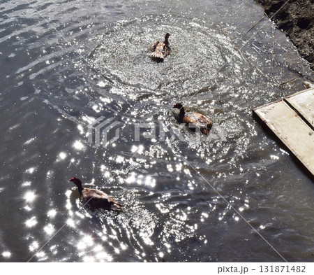 The male musk duck swimming in the lake The male musk duck swimming in the lake 131871482