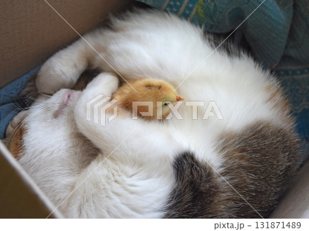 Cat warms chicken Cat warms chicken 131871489