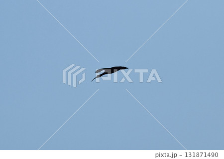 The Bird snipe The Bird snipe 131871490
