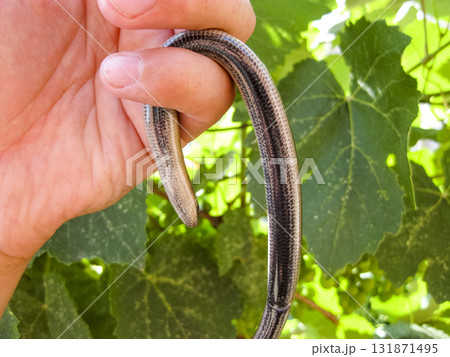 Veretenitsa fragile. Legless lizard. Reptile Veretenitsa fragile. Legless lizard. Reptile 131871495