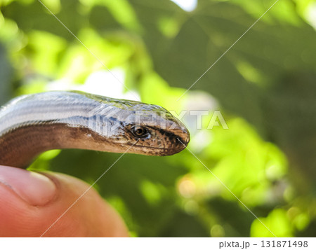 Veretenitsa fragile. Legless lizard. Reptile Veretenitsa fragile. Legless lizard. Reptile 131871498