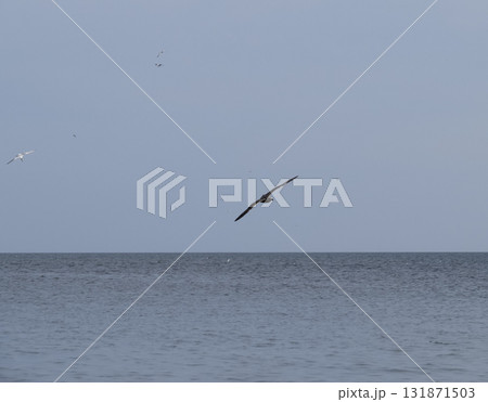 seagull flying over the sea Gulls over the sea. Seagulls in flight. seagull flying over the sea Gulls over the sea. Seagulls in flight. 131871503