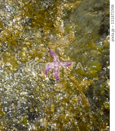 Sea stars. Sea mollusks in nature. 131871506