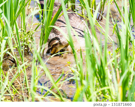 菖蒲田で水草をついばむ鴨 131871660