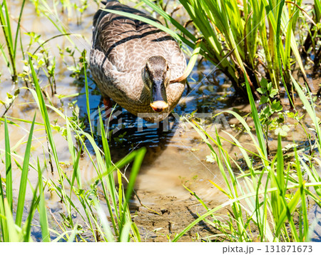 菖蒲田で水草をついばむ鴨 131871673