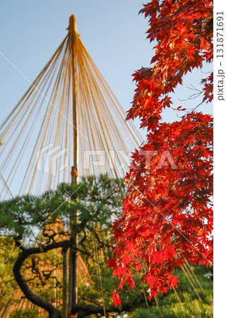 金沢・兼六園の秋を彩る紅葉と雪吊り、霞ヶ池のほとりに佇む徽軫灯籠と冬支度の庭園景観 131871691
