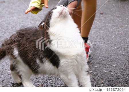 田代島 猫の島 ネコ 田代島 猫の島 ネコ 131872064