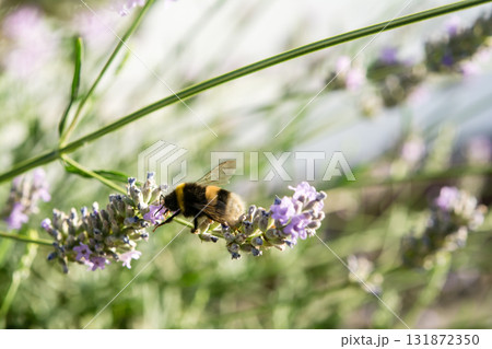 明るい日差しの下のラベンダーにとまり蜜を集めるミツバチ　イギリスのバンブルビー 131872350