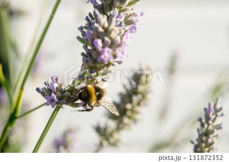 明るい日差しの下のラベンダーにとまり蜜を集めるミツバチ　イギリスのバンブルビー 131872352