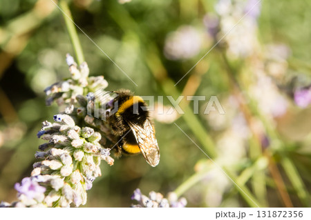 明るい日差しの下のラベンダーにとまり蜜を集めるミツバチ　イギリスのバンブルビー 131872356