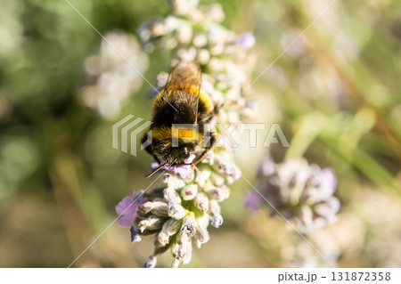 明るい日差しの下のラベンダーにとまり蜜を集めるミツバチ　イギリスのバンブルビー 131872358
