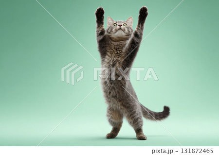 Gray tabby cat doing the pop dance move, standing on its hind legs, lifting one leg. Green background. Feline doing the iconic dance with arms raised above head and feet pointing upwards. Happy Pet 131872465