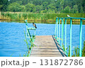 A crow on the old village pier on Ivanovsky Bay. Ulyanovsk. Russia 131872786